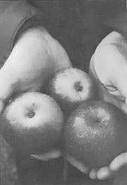 Growing Apples Without Insecticides Image